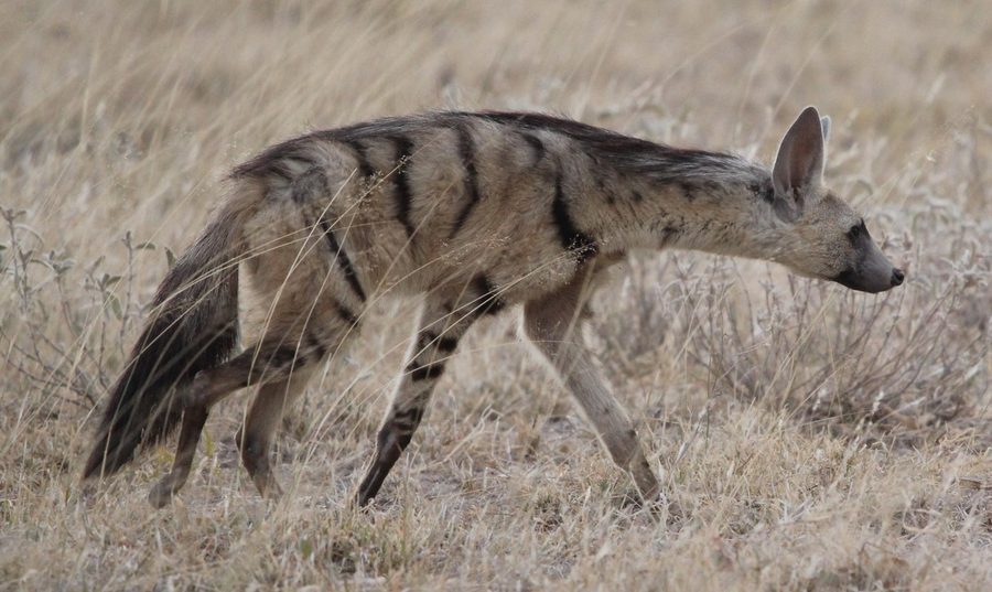 Aardwolf with vertical stripes and mane erect standing on short-grass savanna at dusk