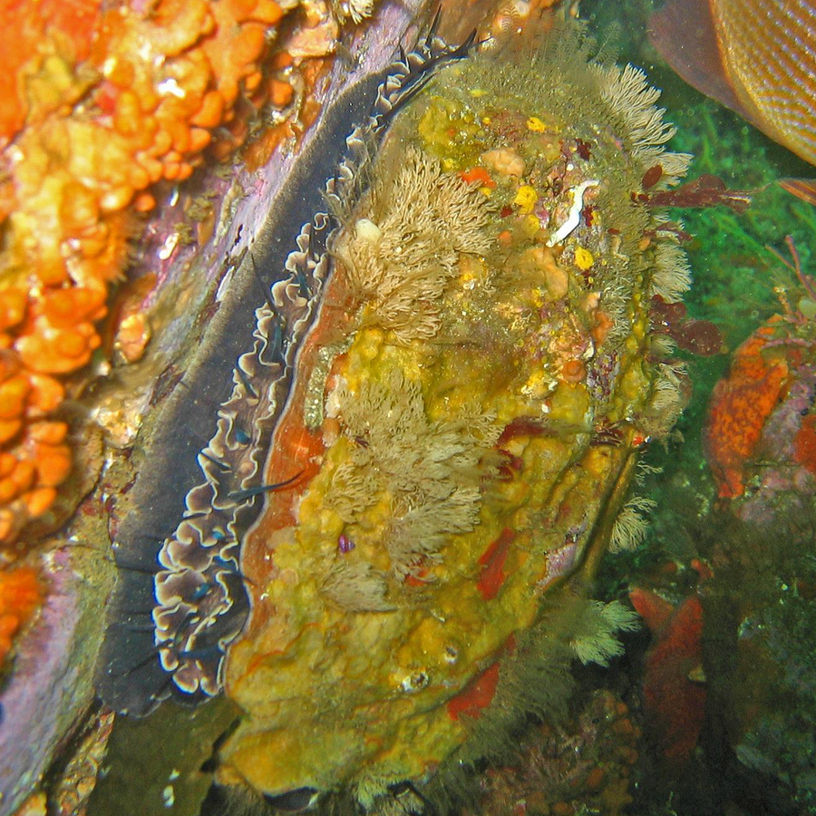 Red abalone with oval shell and row of respiratory pores clinging to California kelp reef