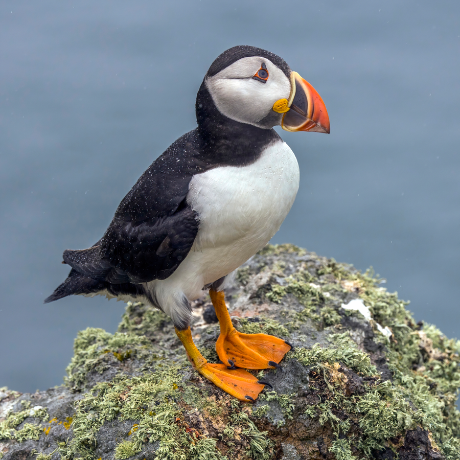 Atlantic puffin with colourful bill holding sand eels at a cliff-top burrow entrance