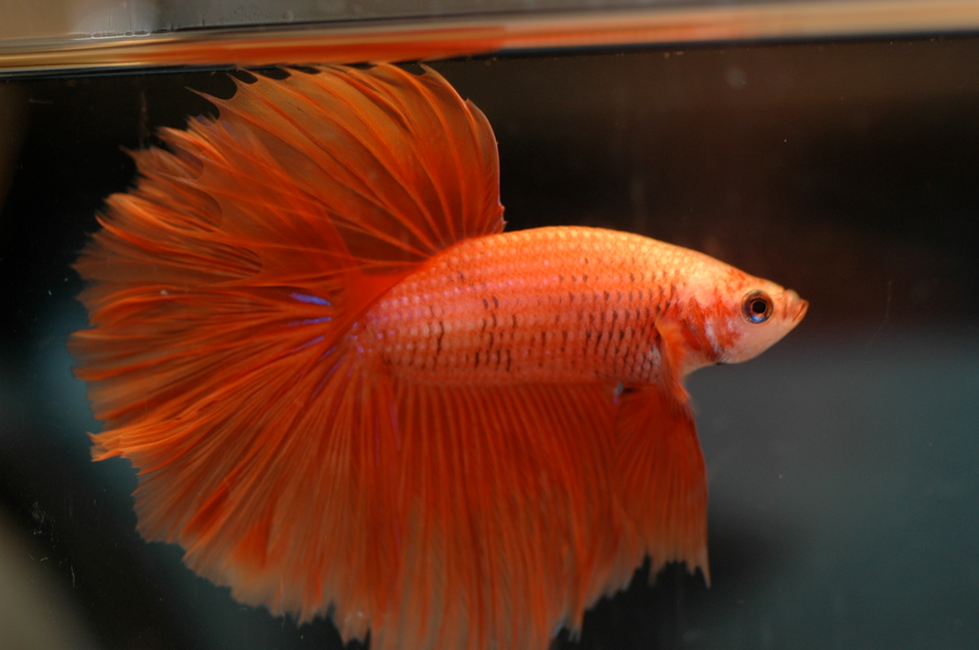 Male betta with flowing red and blue fins hovering near a bubble nest at the water surface