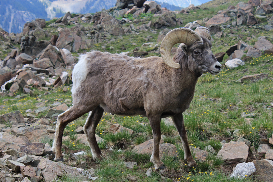 Bighorn ram with full curl horns standing on a rocky desert mountain ledge