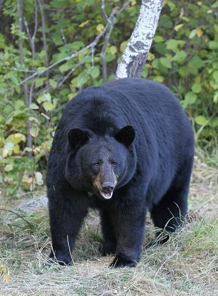 Guess the animal