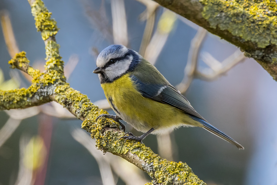 Blue tit with cobalt cap and yellow breast hanging upside-down on a peanut feeder