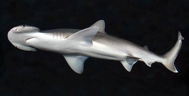 Bonnethead shark with rounded hammer head cruising seagrass bed in clear shallows