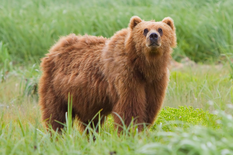 Brown bear in a natural habitat