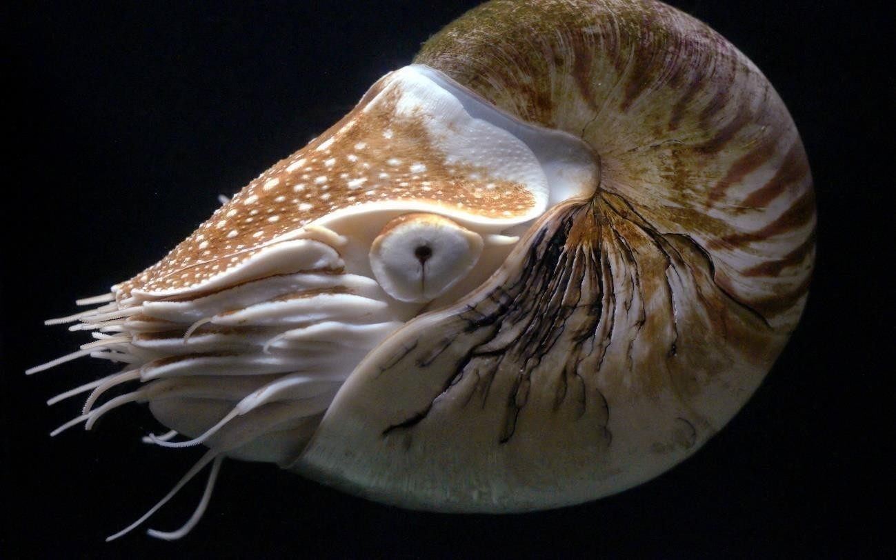 Chambered nautilus with coiled striped shell and many tentacles hovering above Indo-Pacific reef slope
