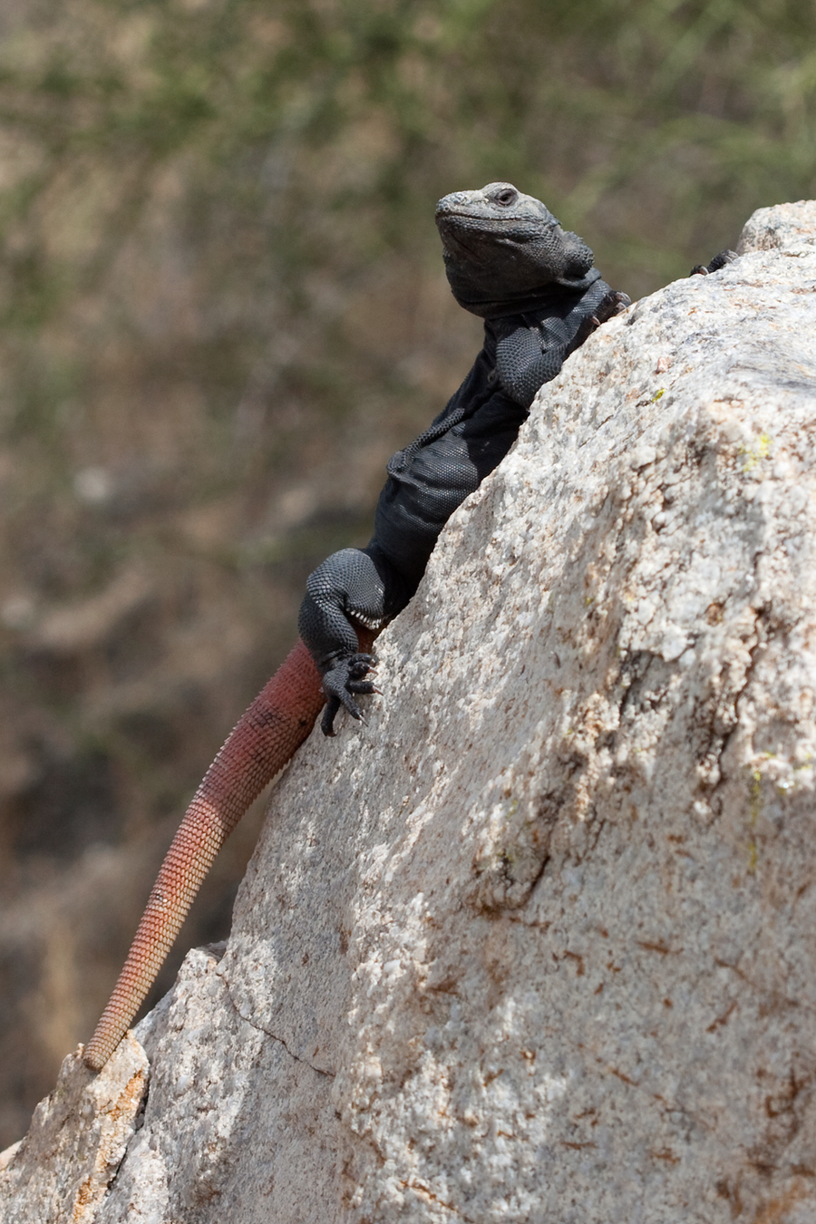 Chuckwalla with loose folds of skin flattened against dark desert basalt
