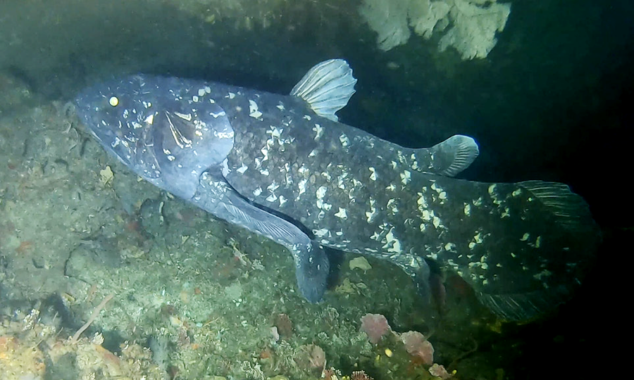 Blue-scaled coelacanth with lobed fins hovering near a deep volcanic reef cave