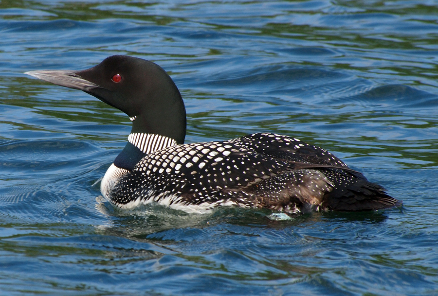 Breeding common loon with black head and white-checkered back floating on a still boreal lake