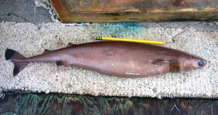 Cookiecutter shark showing oval bite scar pattern and greenish glow from belly photophores