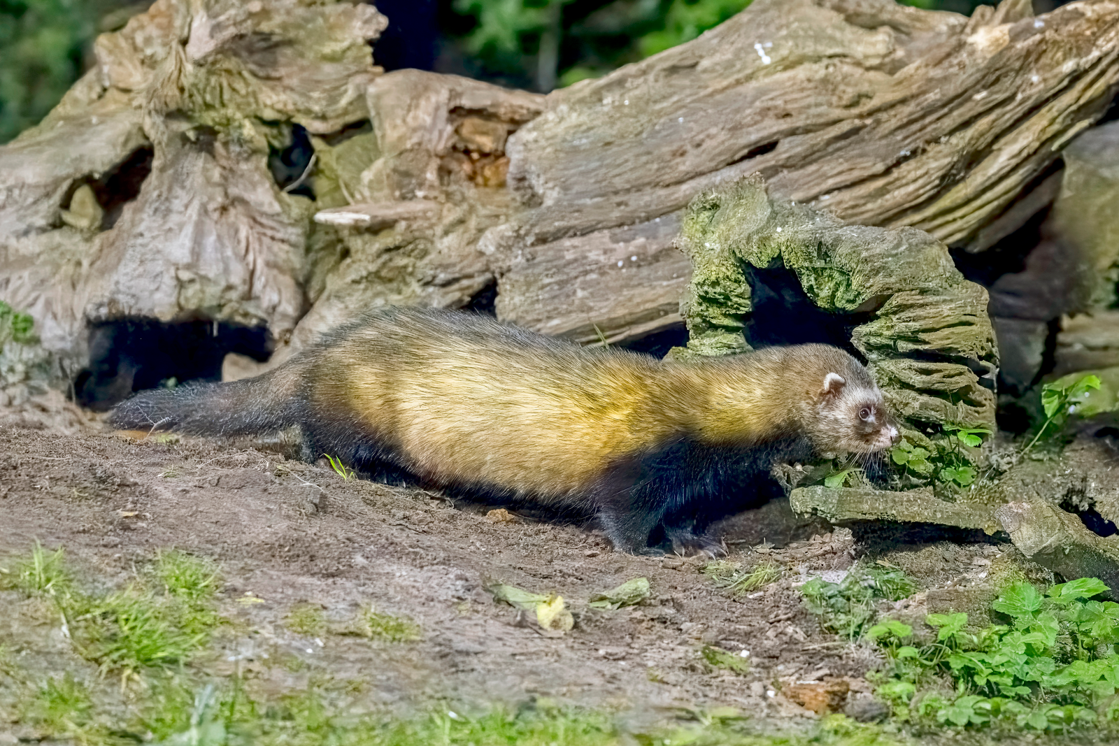 European polecat emerging from hedgerow with bandit mask and dark brown fur