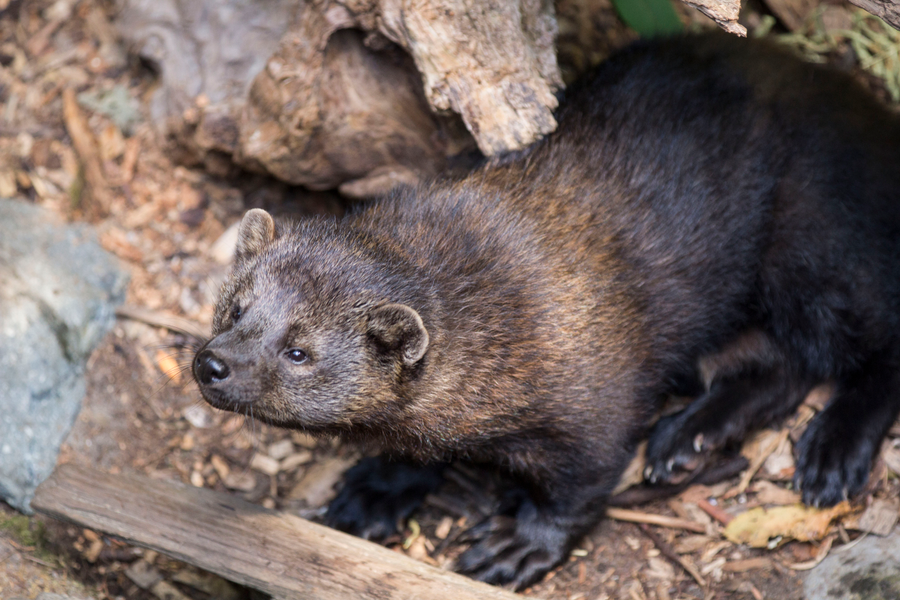 Fisher with dark brown coat and long bushy tail climbing a conifer trunk in snowy forest