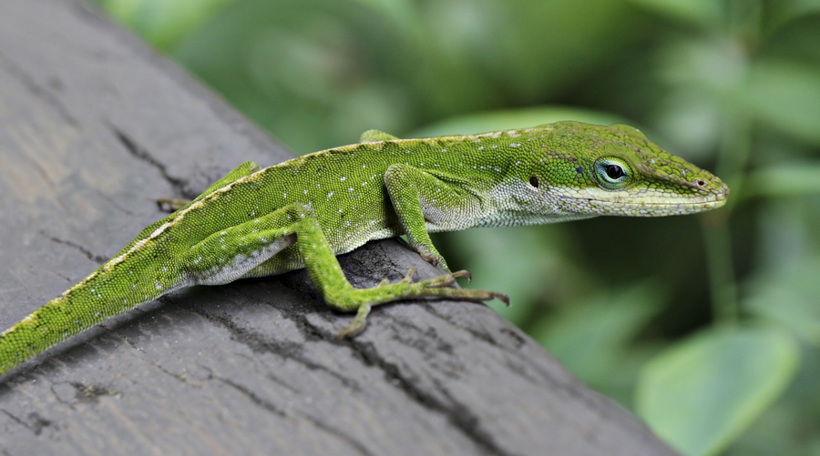 Green anole male with extended pink dewlap clinging to a garden fence post