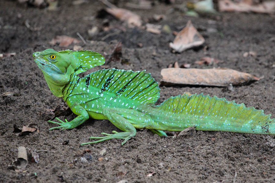 Green basilisk with sail-like head and dorsal crests running bipedally across a stream