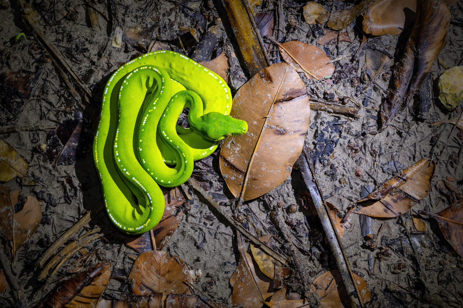 Green tree python looped on branch with blue juvenile tones fading to adult green