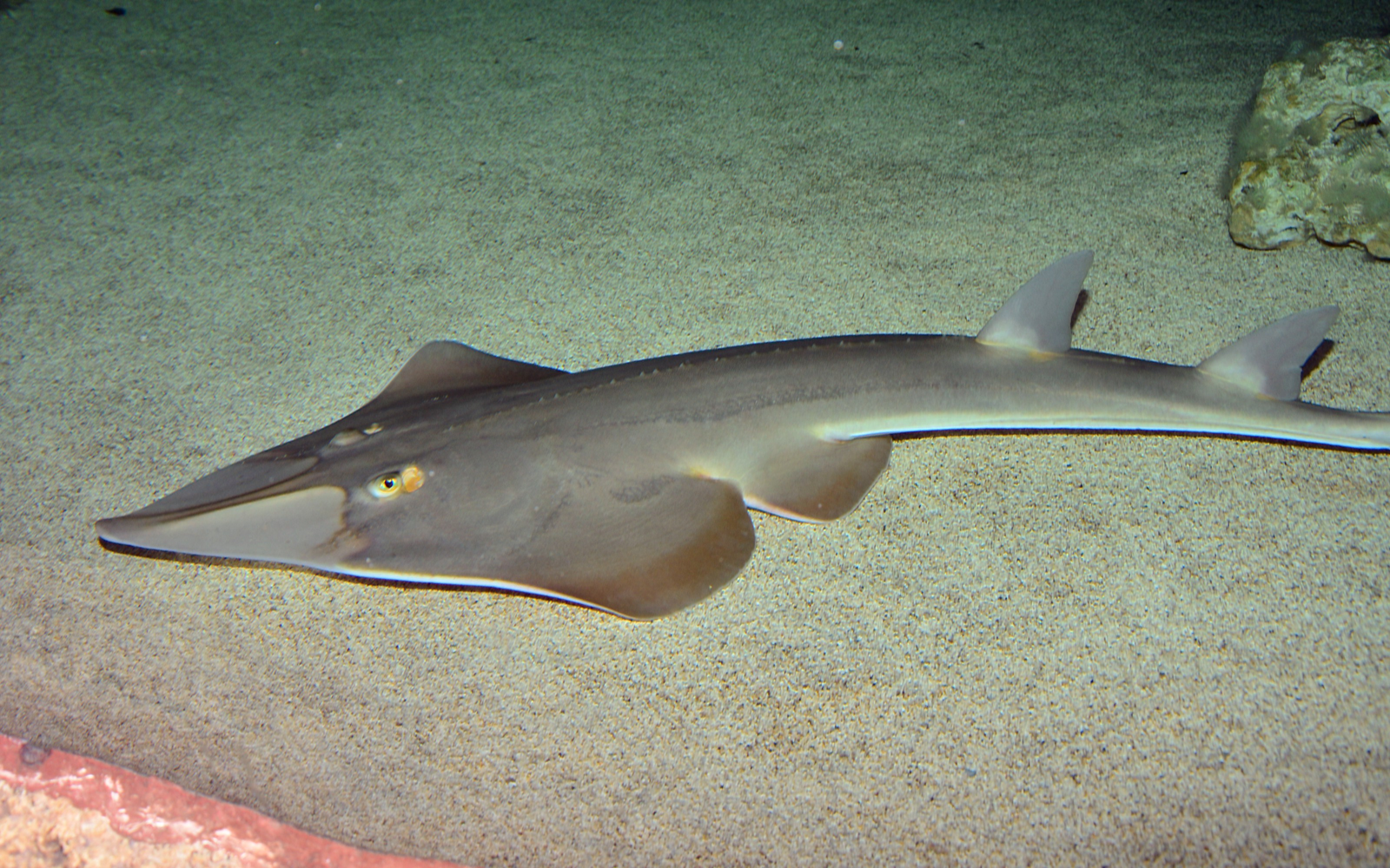 Common guitarfish resting on sandy seabed with shark-like tail and ray-like flattened front