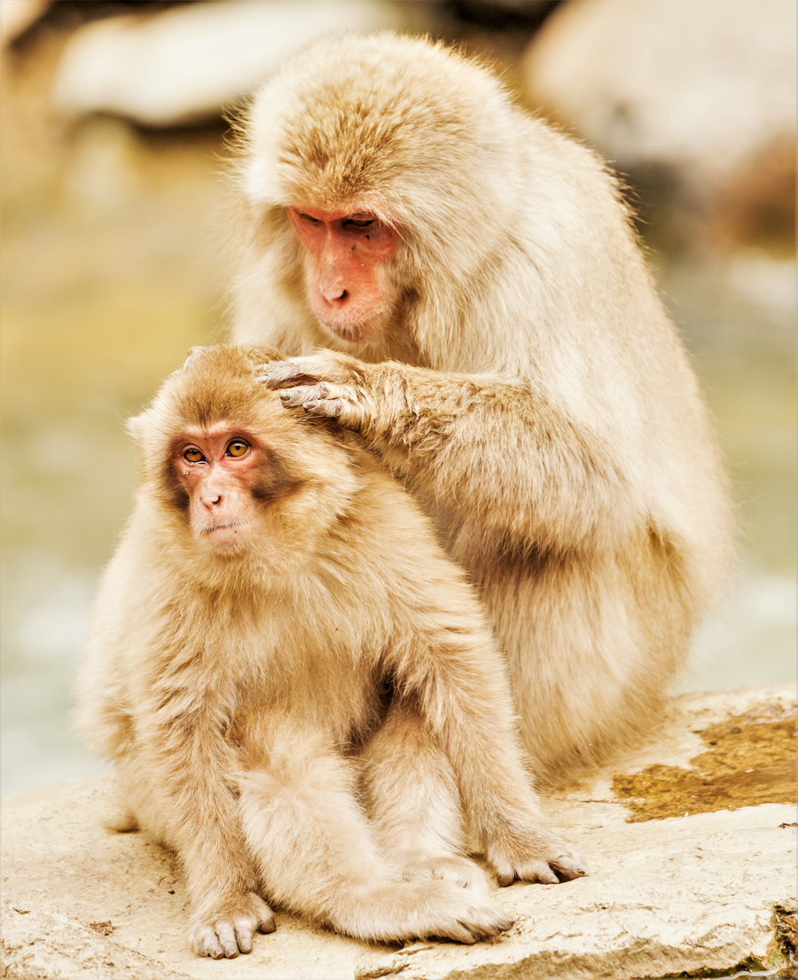 Japanese macaque snow monkey soaking in a steaming hot spring pool in winter