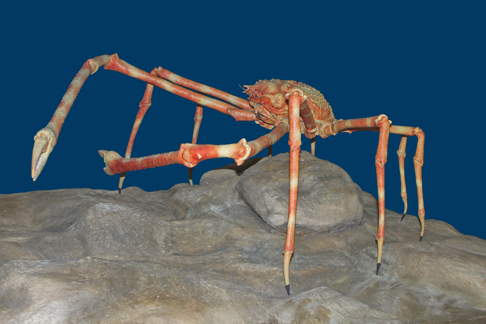 Japanese spider crab with long spindly legs and knobby carapace on deep Pacific slope