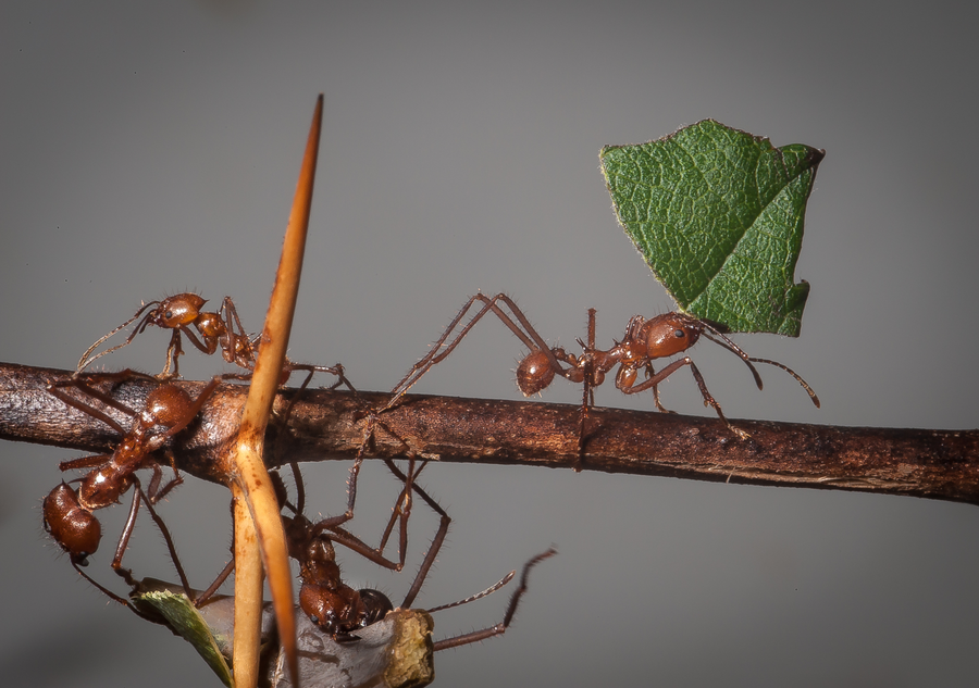 Leafcutter ant workers carrying green leaf discs in a trail across rainforest floor