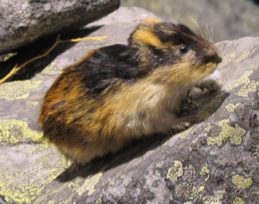 An Arctic lemming on tundra
