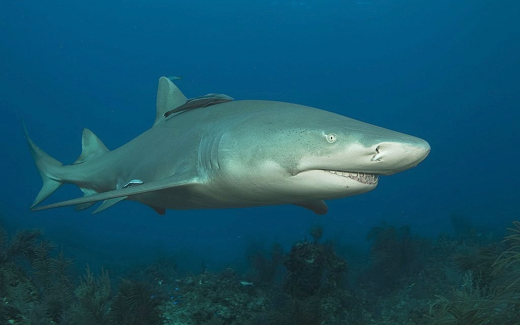 Lemon shark cruising mangrove shallows with pale yellow sides and broad blunt snout