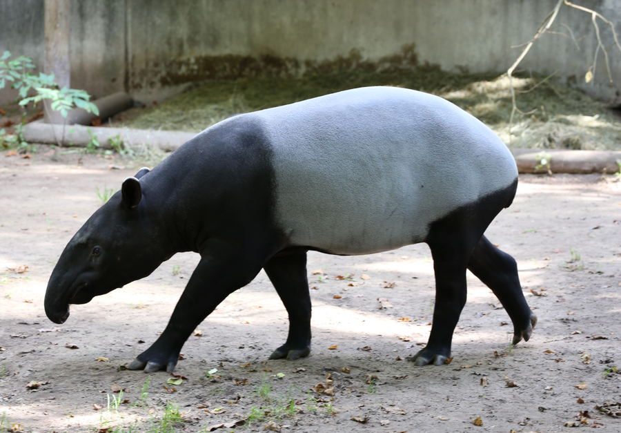 Malayan tapir with black body and white saddle standing at the edge of rainforest