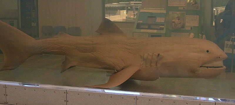 Megamouth shark with wide rubbery lips and luminous white band around deep ocean mouth