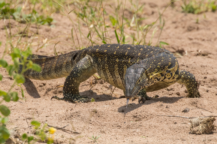 Nile monitor with banded tail swimming along a muddy African riverbank