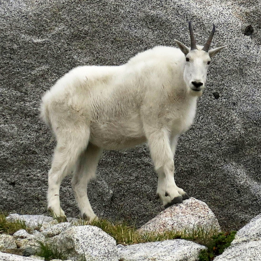 Mountain goat with long white coat and black horns standing on a near-vertical cliff ledge