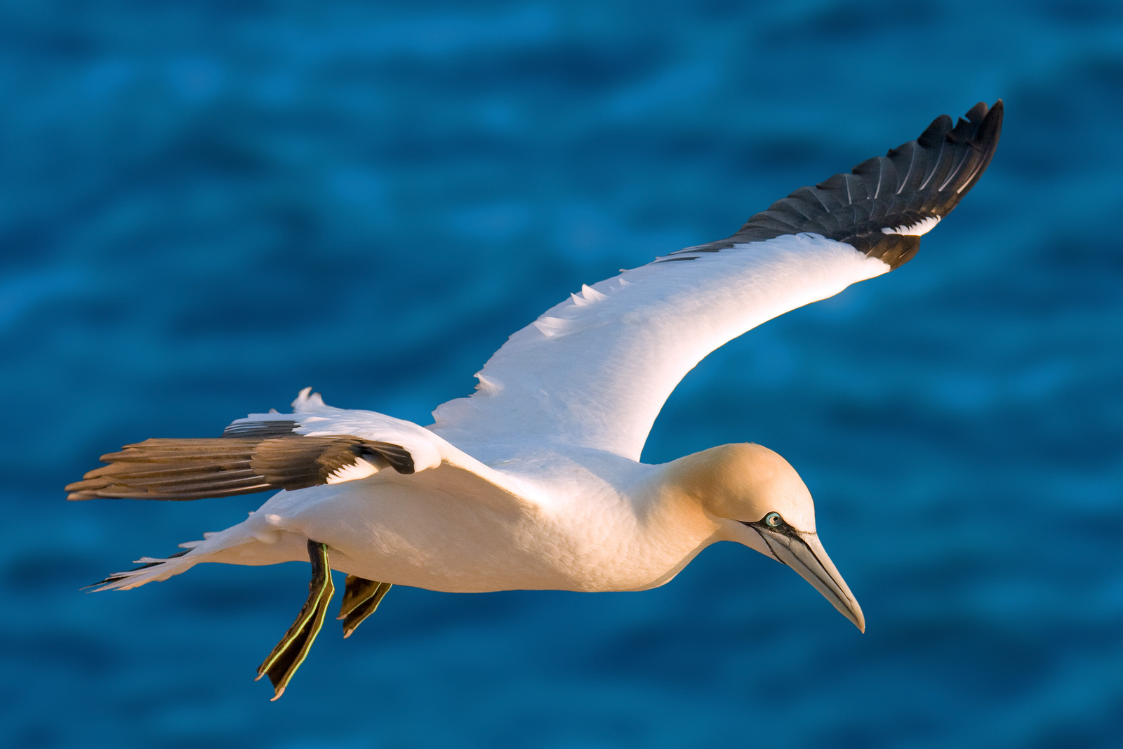 Northern gannet plunge-diving into grey Atlantic water with wings folded and yellow head