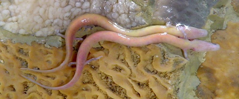 Pale pinkish olm with external gills swimming in a clear limestone cave pool