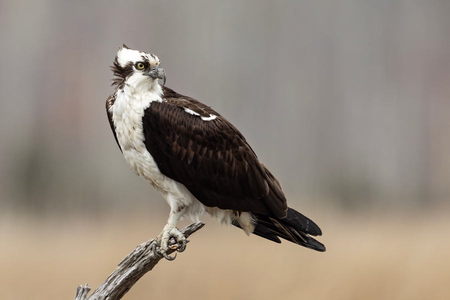 Osprey diving talons-first toward water with white head and dark eye stripe visible