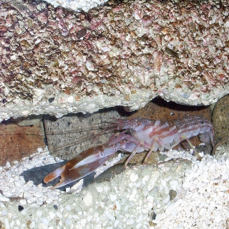 Pistol shrimp with one oversized snapping claw emerging from reef burrow beside goby partner