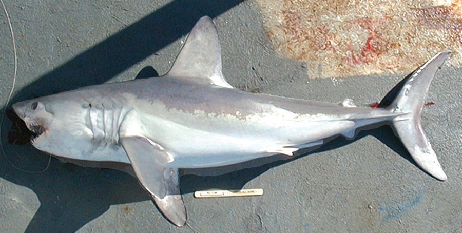Porbeagle shark with white flank patch and stout body gliding through cold Atlantic water