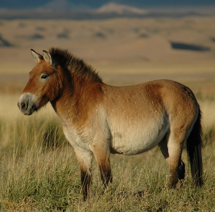 Przewalski's horse with erect dark mane and dun coat grazing on Mongolian steppe