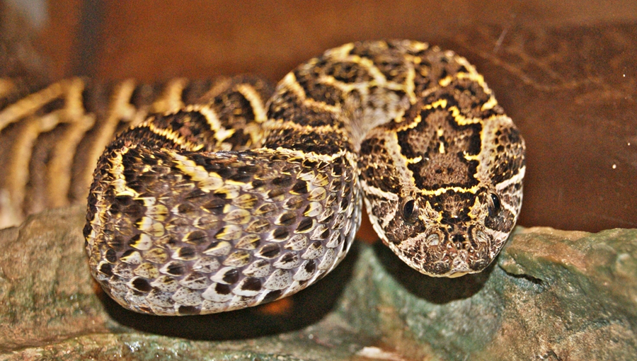 Puff adder with chevron markings coiled in dry grass showing inflated warning posture