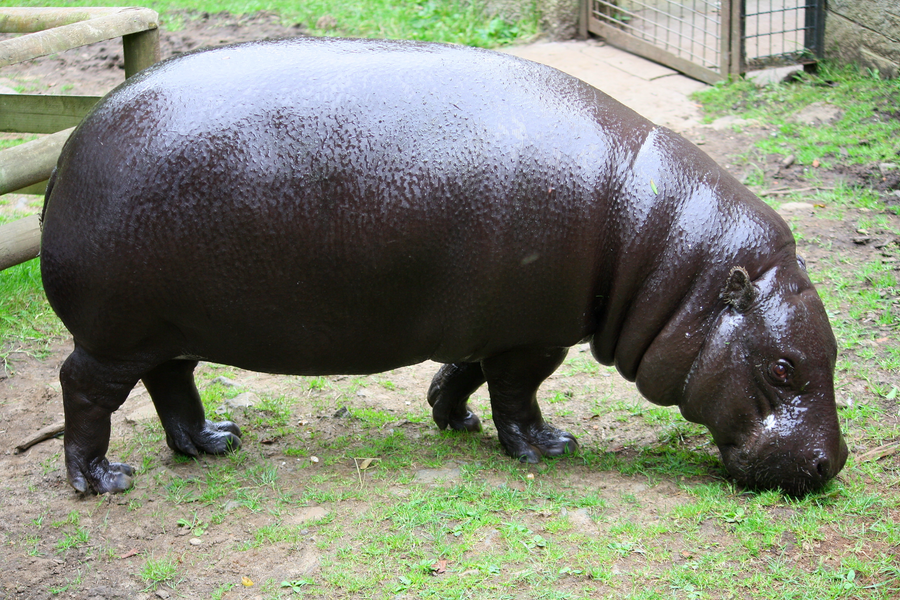 Pygmy hippopotamus standing in shallow water at the edge of a West African forest stream