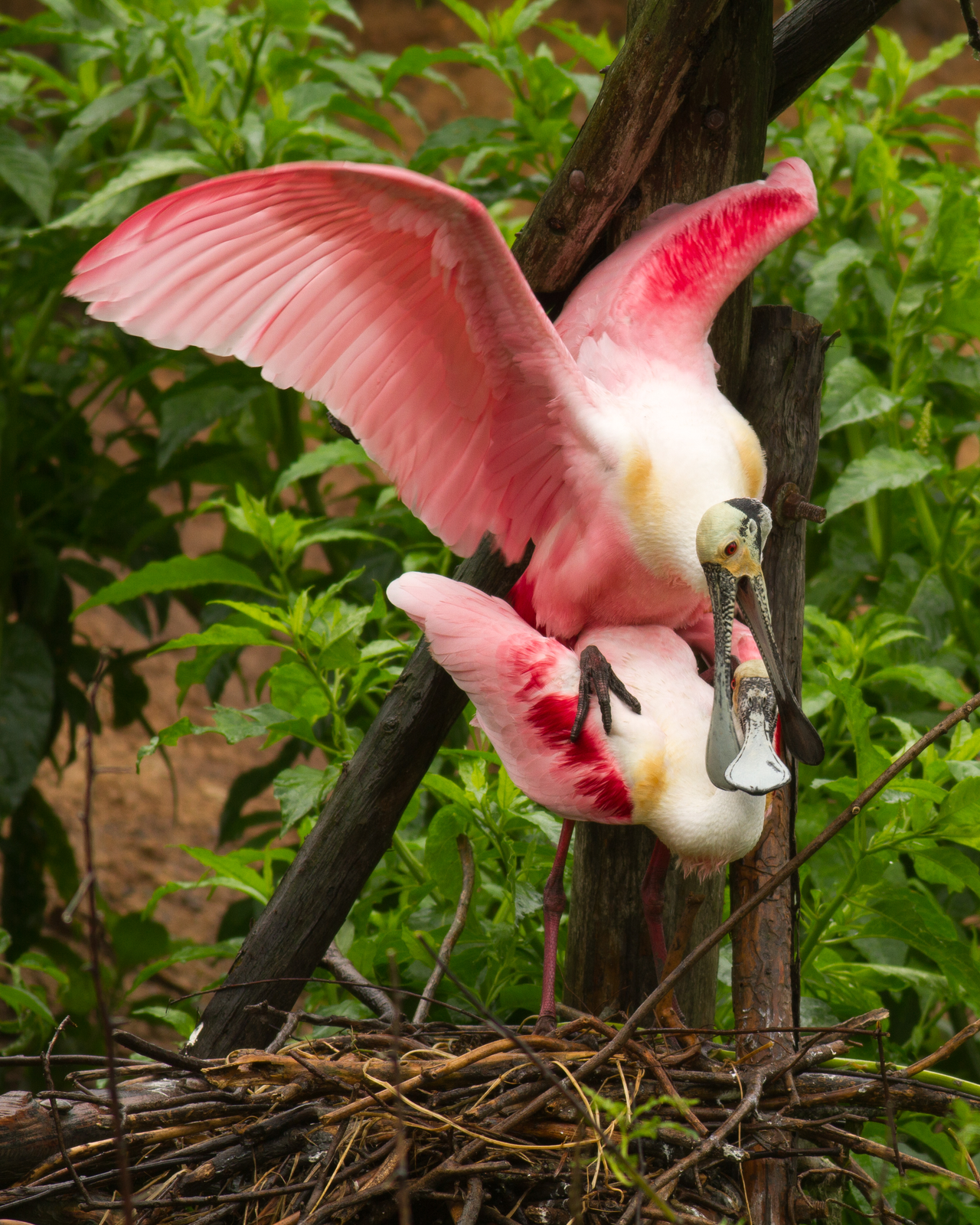 Roseate spoonbill wading in shallow lagoon with pink plumage and spatulate bill sweeping the water