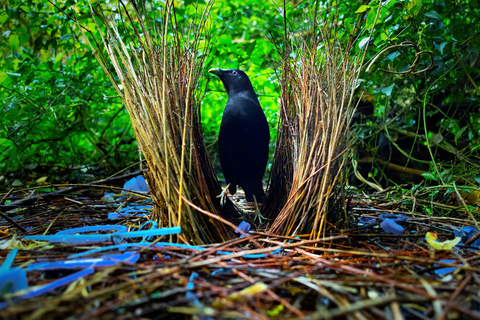 Male satin bowerbird arranging blue plastic and berries at a twig bower on forest floor