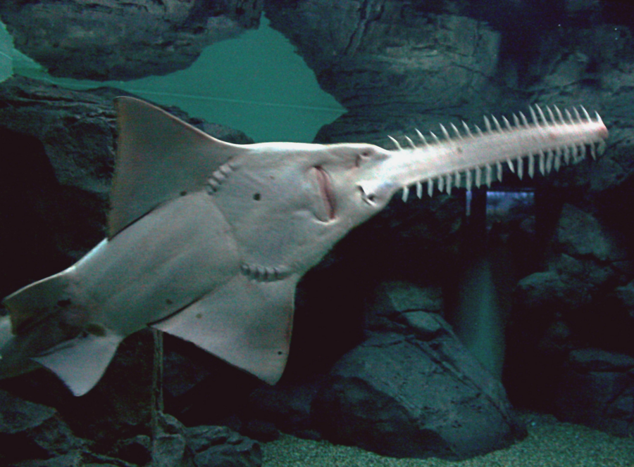 Largetooth sawfish with long toothed rostrum swimming over an estuarine sandbank