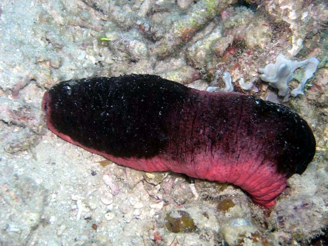 Edible sea cucumber with dark mottled skin crawling across Indo-Pacific sand flat