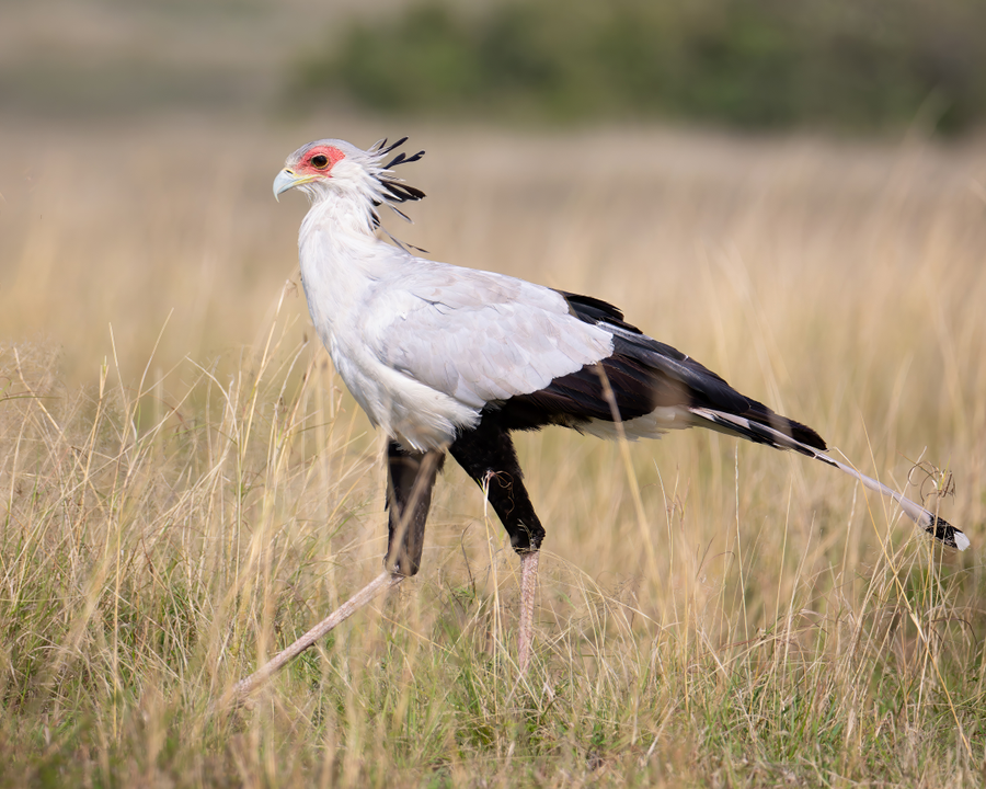 Secretary bird with crest quills and orange facial skin striding through dry grassland