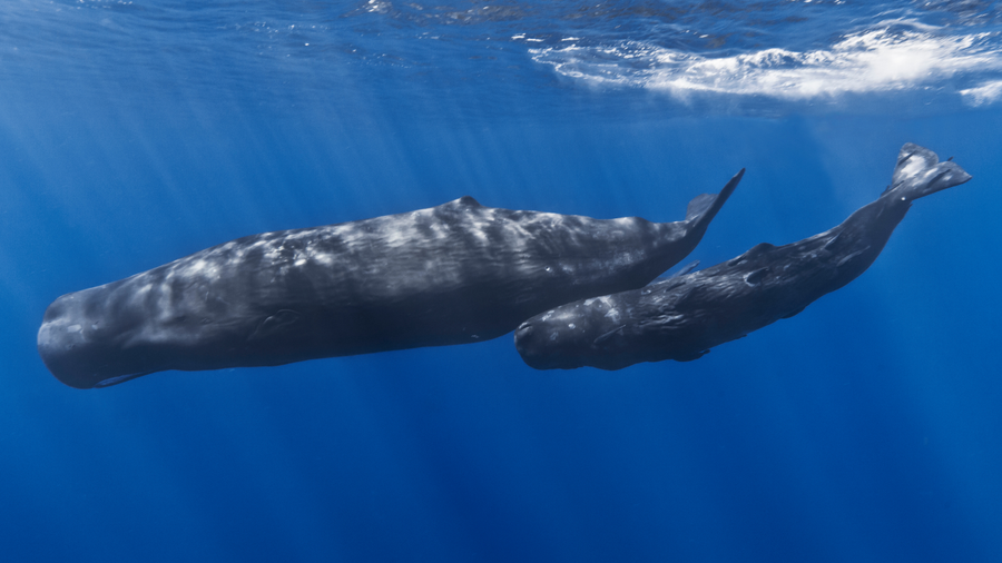 What Is the Loudest Animal on Earth?