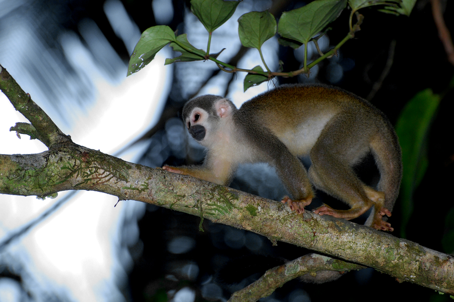Common squirrel monkey with white face and black muzzle perched on a rainforest branch