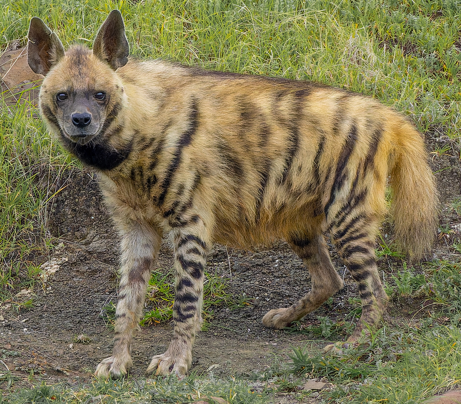 Striped hyena with pointed ears and vertical body stripes walking rocky scrub at night