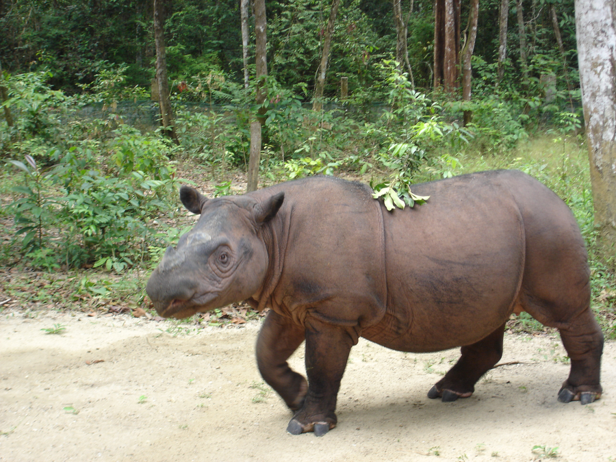 Sumatran rhinoceros with reddish-brown hairy skin and two horns in rainforest wallow