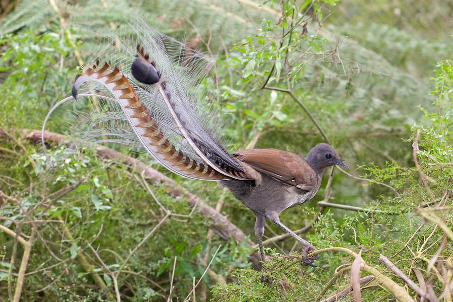 Male superb lyrebird with lyre-shaped tail plumes fanned over a display mound in rainforest
