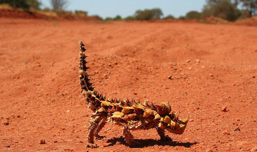 Thorny devil covered in conical spines walking across orange spinifex sand