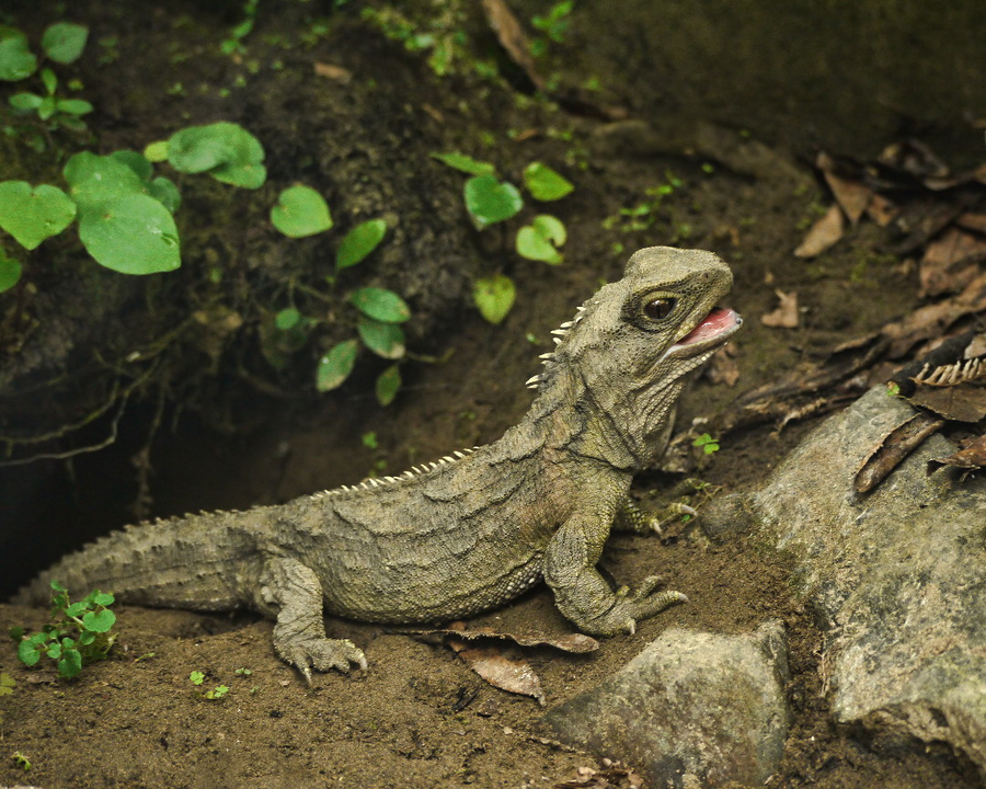 Olive-brown tuatara with spiny dorsal crest resting on coastal scrub leaf litter