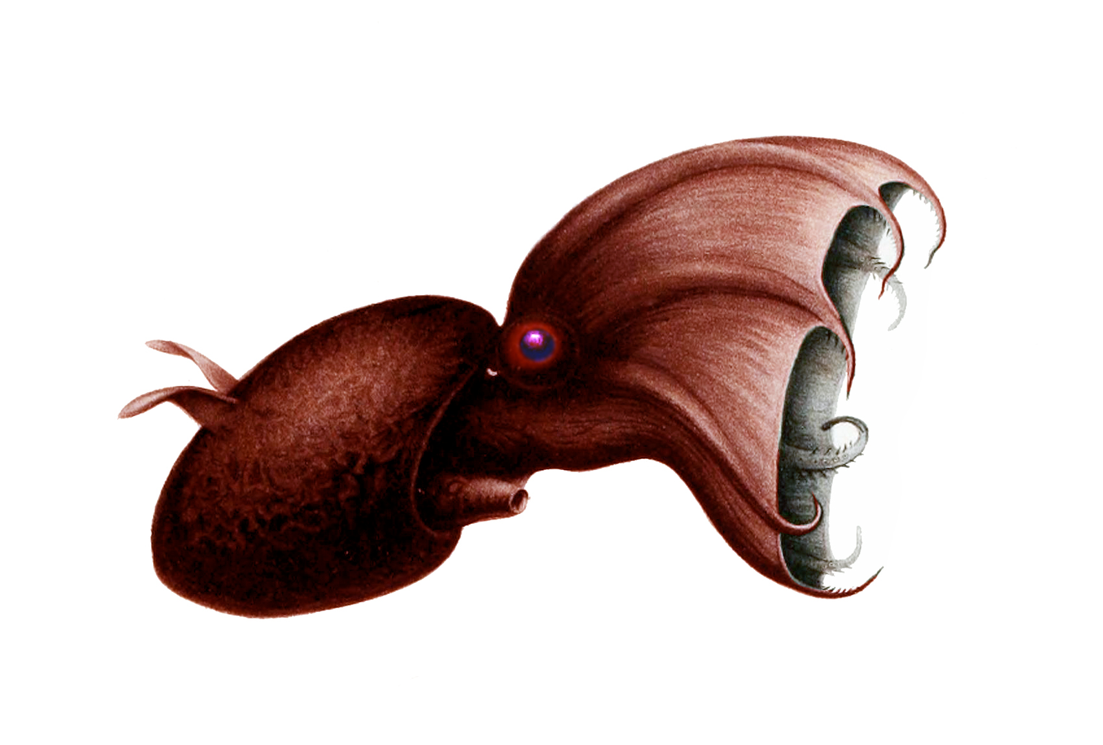 Vampire squid hovering in deep water with webbed arms and red-blue photophores